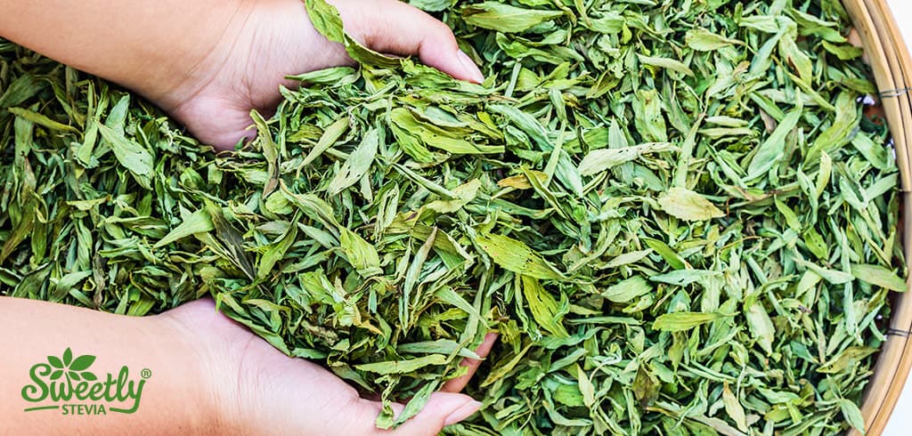 Dried stevia leaves with someone holding in their hands above a big bucket